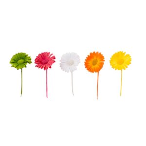 Gerbera